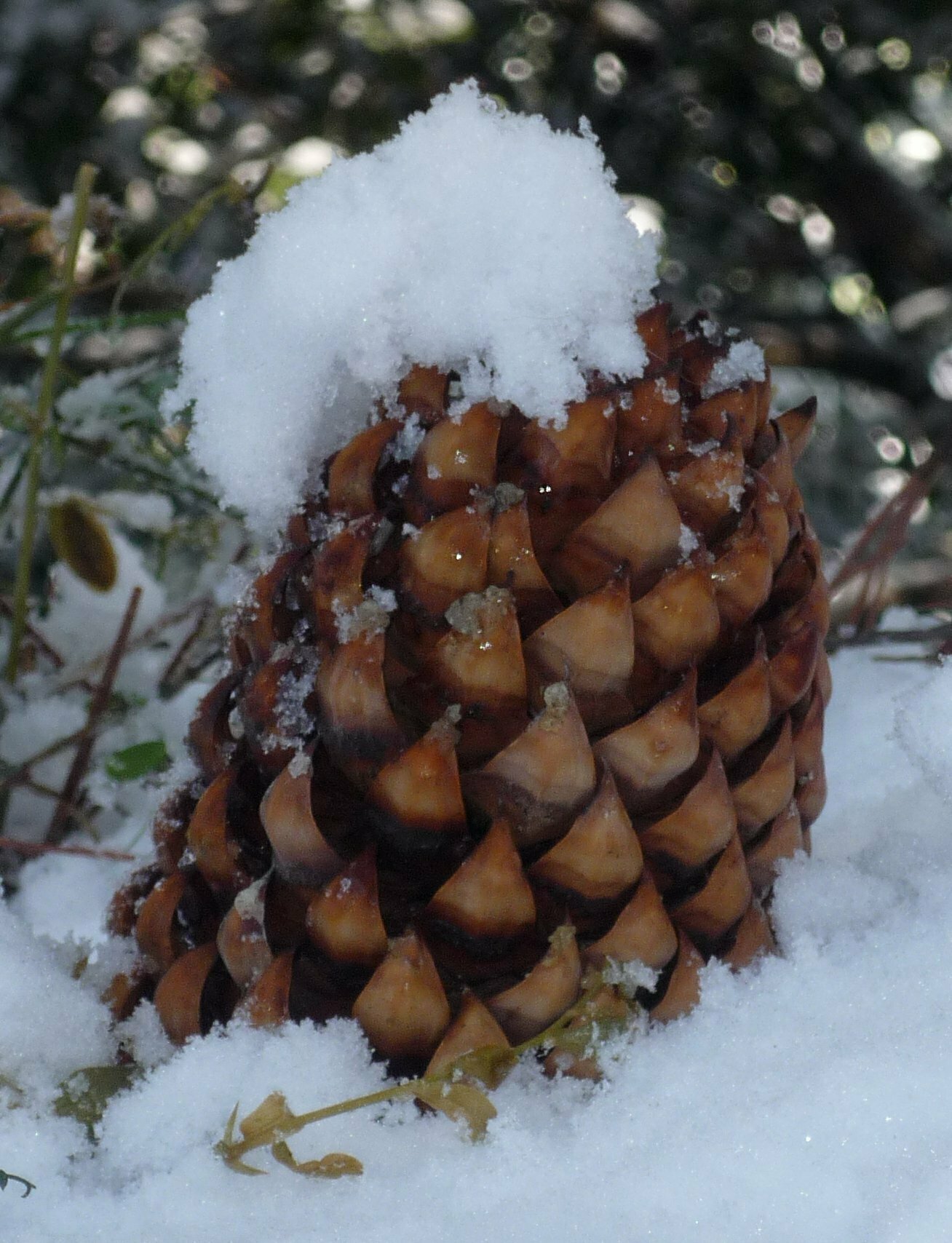 High Resolution Pinus coulteri Fruit